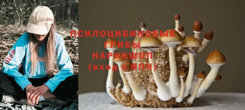 Псилоцибиновые грибы Magic Shrooms  mega tor  Людиново 